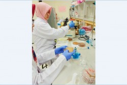 Mahasiswa UGM Teliti Manfaat Nira Kelapa untuk Turunkan Kolesterol