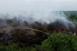 3 Juta Hektare Lahan Gambut yang Direstorasi Sudah Terbasahi