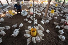 Ayam Murah Lagi, Peternak Kembali Resah
