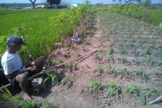 Kemarau, Petani Tetap Tanam Padi