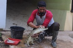 Perlakukan Hewan Seperti Anak Sendiri, Ini Kisah Pawang Buaya Jurug Solo Zoo
