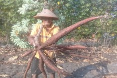 Terdampak Kemarau, Hasil Panen Singkong Menurun