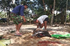 Sleman Kekurangan Tenaga Pemantau Kurban