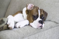 Kisah Tragis Pria yang Selamatkan 18 Anjing di Jalanan, Ia Tewas Dimakan Anjing-Anjingnya