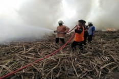 Apes, Tinggal Panen, Tebu di Lahan 3 Hektare Ini Malah Terbakar