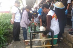  Iduladha 2019, Global Qurban Tergetkan Kelola 100.000 Kambing Kurban