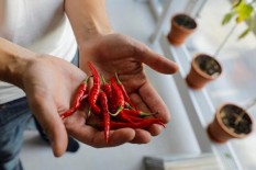  Harga Cabai Tembus Rp62.000/Kg