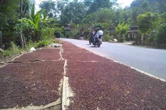 Musim Panen Ini, Harga Cengkih Rendah