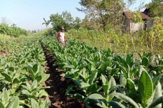 Petani Tembakau di Gunungkidul Berharap Harga Tidak Anjlok saat Panen