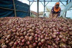 Kementerian Pertanian Ekspor Bawang Merah dan Jahe, Ini Negara Tujuannya..