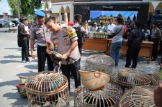 Digrebek, Ini Nilai Taruhan Judi Sabung Ayam di Jambukidul Klaten..