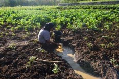 Kering, Puluhan Telaga di Gunungkidul Jadi Lahan Pertanian