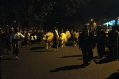 Seekor Kerbau Bule Kyai Slamet di Kraton Solo Beranak, Ini Nama yang Diberikan