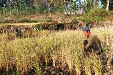 225 Hektare Lahan Padi di Bantul Gagal Panen