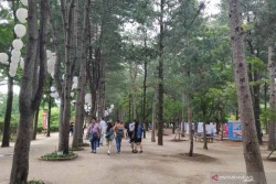 Menikmati Teduhnya Pulau Nami di Musim Panas, Wisata Modern yang Menyatu dengan Alam