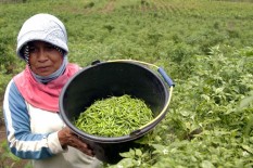 Cabai Jadi Biang Kerok Inflasi