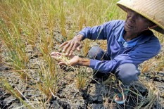 Bisa Naikkan Harga Pangan, Pemerintah Diminta Waspadai Kekeringan