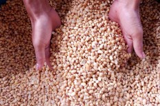 Kedelai Impor Asal AS di China Berkurang 2,5%
