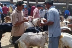  Unik, Ada Salon untuk Kambing di Cilacap, Bisa Naikkan Harga Jual Kambing!