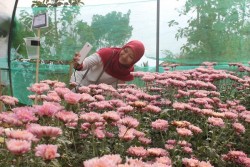 Varietas Krisan di Gerbosari Akan Ditambah
