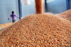 3 Ton Benih Jagung Asal India Dimusnahkan, Ini Penyebabnya..
