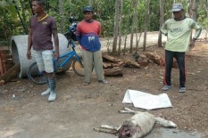 Kambing Milik Warga Piyaman Sekarat Diserang Anjing Liar