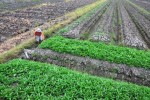 JK Ingin Transmigrasi Berimbas pada Kesejahteraan Pendatang dan Masyarakat Lokal