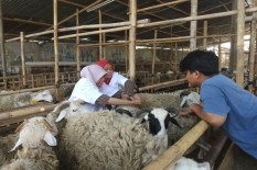 Jangan Sembarangan! Perhatikan Hal-Hal Ini saat Membeli Hewan Kurban