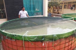 Produksi Budidaya Ikan di Kulonprogo Cenderung Turun di Triwulan Ketiga