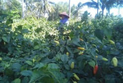Kemarau Panjang, Petani Cabai Kulonprogo Gembira