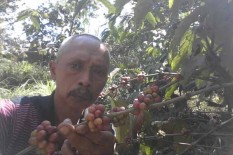 Kemarau Untungkan Petani Kopi Lereng Merapi