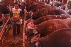 Ini Strategi Berkurban dengan Dana Minim
