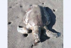 Lagi, Penyu Mati Ditemukan di Pesisir Pantai Kadilangu