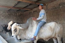  Berangan-angan Sapinya Dibeli Jokowi, Peternak Boyolali Ini Kaget Didatangi Utusan Presiden