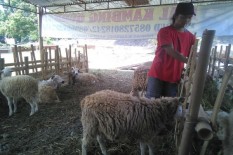 Mana yang Didahulukan? Aqiqah atau Kurban?