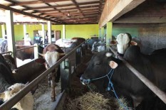 Jelang Iduladha, Harga Sapi di Kulonprogo Naik Rp3 Juta Per Ekor