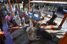Warga Singapura Kurban 1.800 Kambing di Samigaluh Kulonprogo