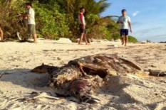  Penyu Mati Kembali Ditemukan di Pesisir Kulonprogo