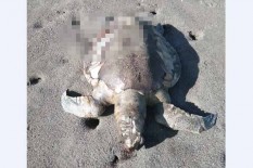BKSDA Selidiki Penyebab Penyu Mati di Pantai Congot