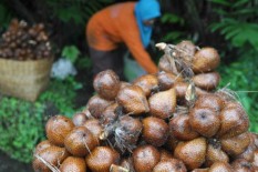 Tahun Ini, 320 Ton Salak Diekspor