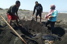 Ada Luka pada Tubuh Penyu Sepanjang 2 Meter yang Ditemukan Membusuk di Pantai Imorenggo