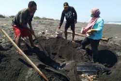 Sejumlah Penyu Mati di Kulonprogo, Ini Imbauan untuk Nelayan