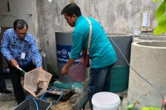 Kelurahan di Jogja Mengeluh soal Target Lele Cendol