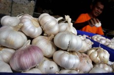 OPINI: Rente Ekonomi Impor Bawang Putih