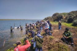 Ratusan Mahasiswa UGM Tanam Mangrove di Pantai Baros