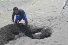 Penyebab Kematian Penyu di Kulonprogo Masih Misterius