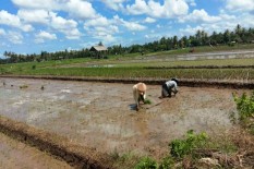 Cegah Alih Fungsi Lahan, Zona Inti Pangan Gunungkidul Diperluas