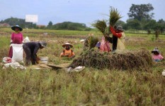 Ibu Kota Pindah ke Kaltim, Permintaan Pangan di Sulawesi dan Jawa Diprediksi Meningkat