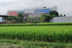 Petani di Sleman Ketar-ketir Lahannya Tergusur Proyek Tol Jogja-Solo