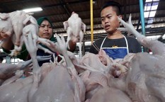 Harga Ayam Berpotensi Anjlok Hingga Oktober